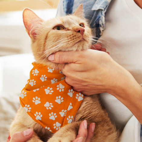 pet-bandana-small - Image 2